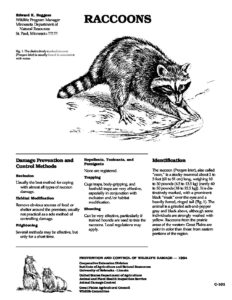 raccoons pdf 232x300 - raccoons